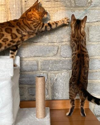 Disponibili cuccioli del Bengala brown spotted