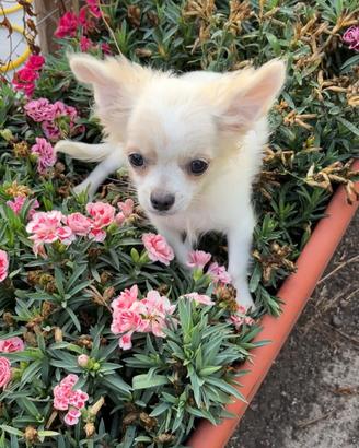 Chihuahua pelo lungo