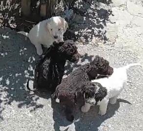 Lagotto Romagnolo