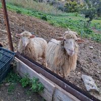 Pecora con agnello