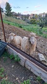 Pecora con agnello