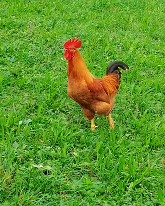 Galli di varie razze,anche razza araucana