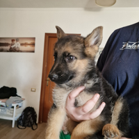 Cucciolo di Pastore Tedesco - German Shepherd