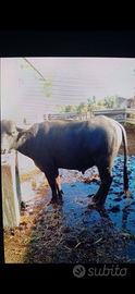 Toro bufalino