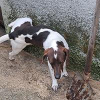 Cane da caccia begle segugio