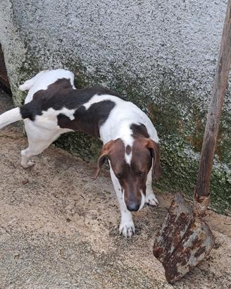 Cane da caccia begle segugio