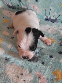 Cucciolo di Jack russell