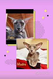 Rarissimi cuccioli di razza Peterbald Sphynx