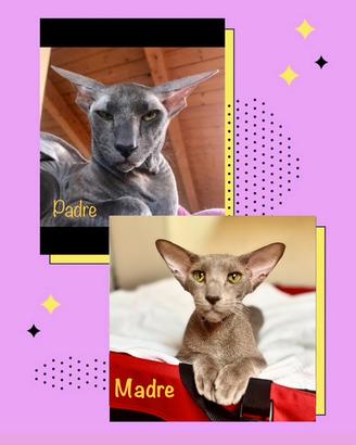 Rarissimi cuccioli di razza Peterbald Sphynx