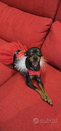 Pinscher per accoppiamento