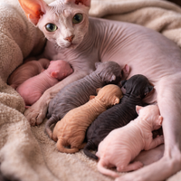 Cuccioli sphynx