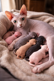 Cuccioli sphynx