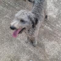 Lagotto Romagnolo