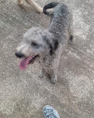 Lagotto Romagnolo