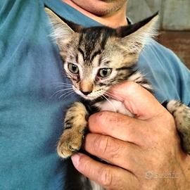 Gattini stupendi in adozione