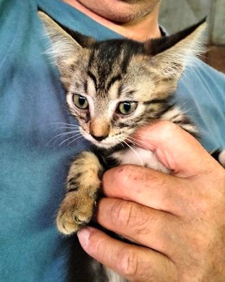 Gattini stupendi in adozione