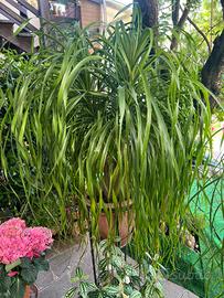 Piante grasse