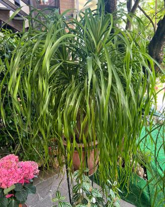 Piante grasse