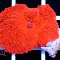 Discosomi rossi fluo Red devul