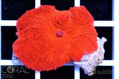 Discosomi rossi fluo Red devul