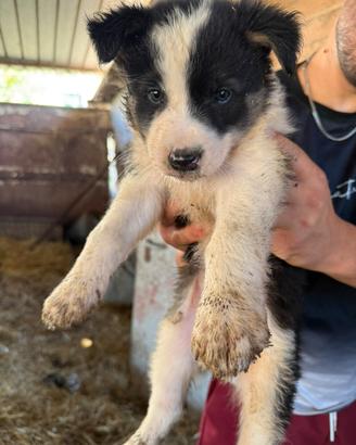 Cuccioli di cane