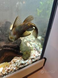 Ancistrus