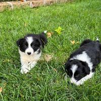 Border collie