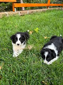 Border collie