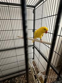 Una coppia Papagallo del collare + un Papagallo