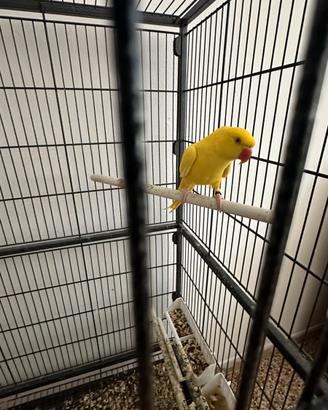 Una coppia Papagallo del collare + un Papagallo