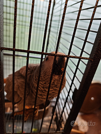 Pappagallo cenerino parlante dolce buono