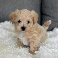 Maltipoo toy