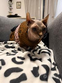 Gatta Sphynx Per Monta