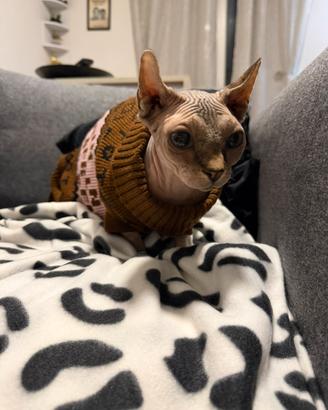 Gatta Sphynx Per Monta