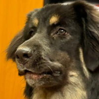 Cucciola mix leonberger/australiano