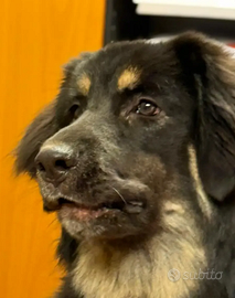 Cucciola mix leonberger/australiano