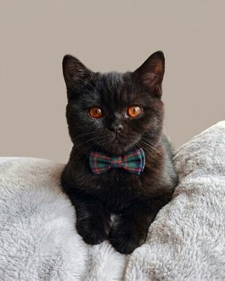 cucciola allevamento British scontata 