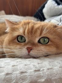 Stupendo gatto british