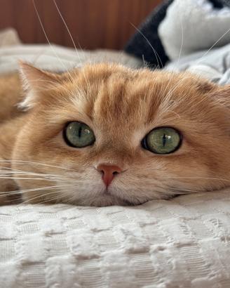 Stupendo gatto british