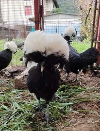 Galline ciuffate olandesi nane