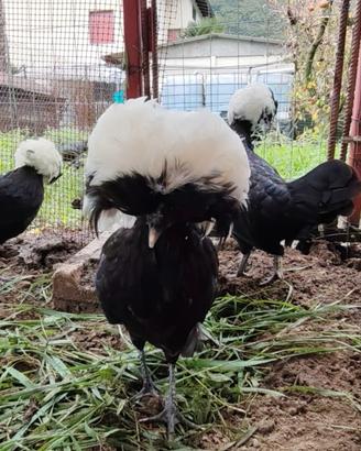Galline ciuffate olandesi nane
