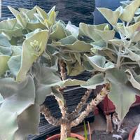 Kalanchoe Beharensis Monster