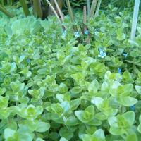 Pesci ampullarie gold caridine