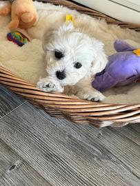 Maltesi maltese