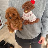 Cuccioli piccola taglia PREZZO A PARTIRE DA