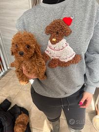 Cuccioli piccola taglia PREZZO A PARTIRE DA