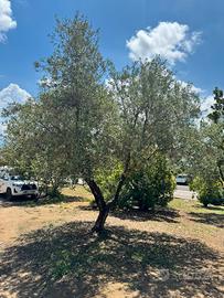 Uliveto da fare zona Savona