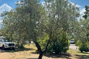 Uliveto da fare zona Savona