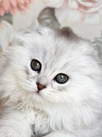 Gattino Scottish Maschio