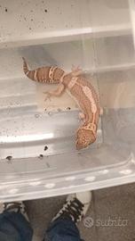 Geco leopardino